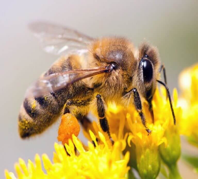 Ďalšou obeťou ničiteľskej doktríny poslancov OĽANO majú byť včely